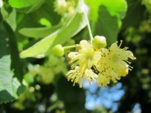 lime tree blossom tea