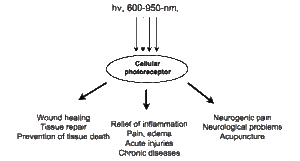 mechanisms of photobiomodulation