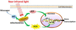 photobiomodulation function