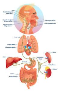 Vagus nerve, anatomical structure