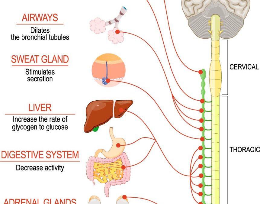 The Vagus Nerve and the Gut: A Complex and Fascinating Relationship