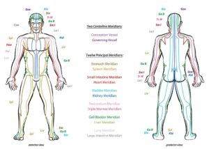 Acupuncture Male Body Meridians Sutherland House